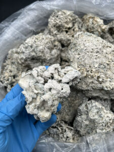 Dried Enigma Mushrooms For Sale