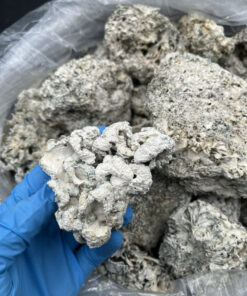 Dried Enigma Mushrooms For Sale