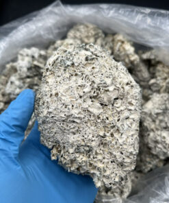 Dried Enigma Mushrooms For Sale