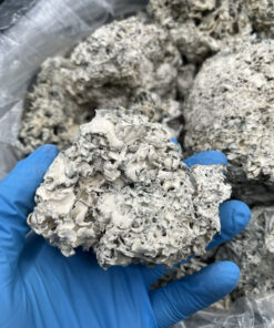 Dried Enigma Mushrooms For Sale